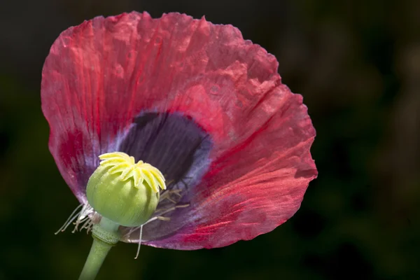 Color opium poppy flower — Stock Photo, Image