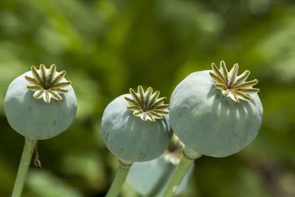 Kleur opium poppy heads — Stockfoto