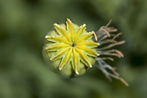 Couleur opium tête de pavot — Photo