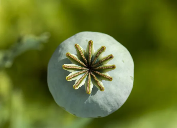 Farbe Schlafmohn Kopf — Stockfoto