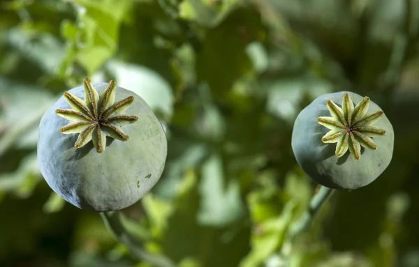 Cabezas de amapola de opio de color —  Fotos de Stock