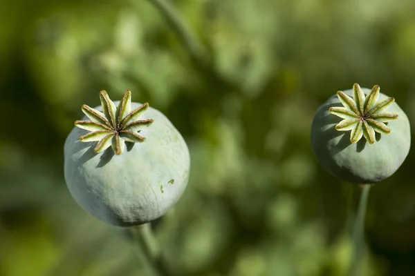 Kleur opium poppy heads — Stockfoto