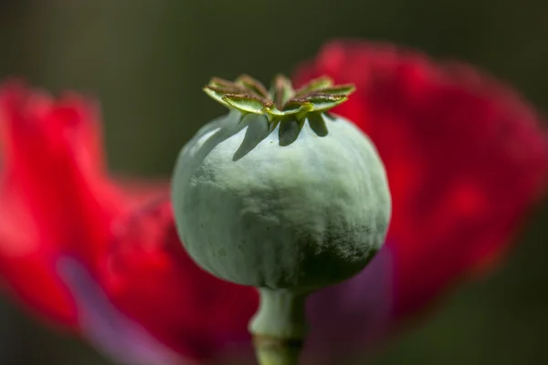 Kleur opium poppy heads — Stockfoto