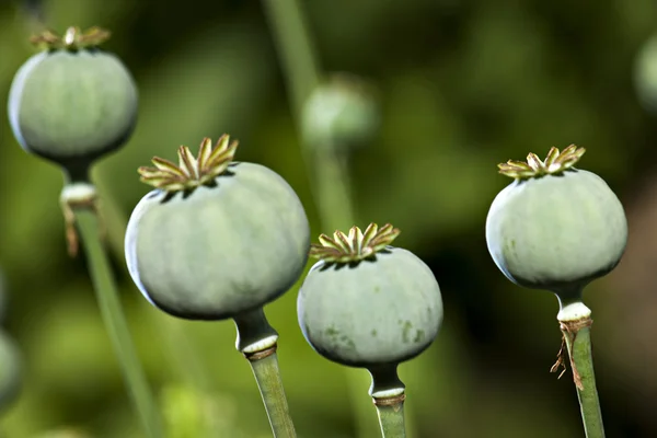 Cabezas de amapola de opio de color —  Fotos de Stock