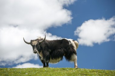 tibetan yak clipart
