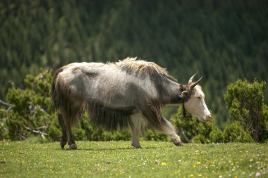 Tibet Tibet sığırı
