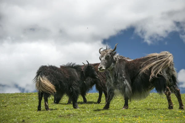 Yak tibetano — Foto de Stock