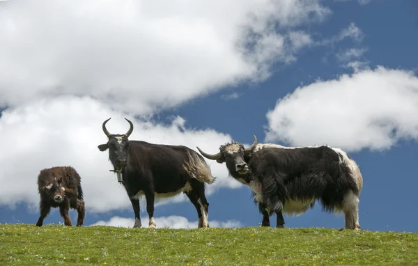 Tibetanska yak — Stockfoto