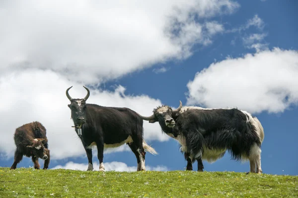 Tibetanska yak — Stockfoto