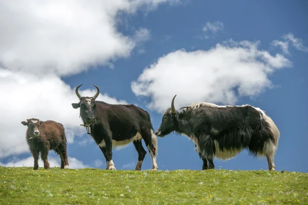 Tibetanska yak — Stockfoto