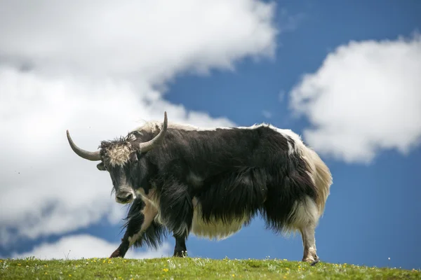 Tibetan yak — Stock Photo, Image