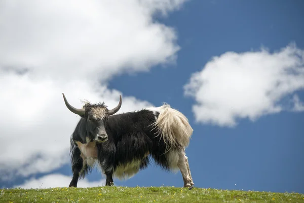 Tibetan yak — Stock Photo, Image