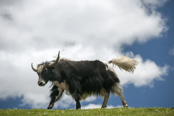 Tibetan yak — Stock Photo, Image