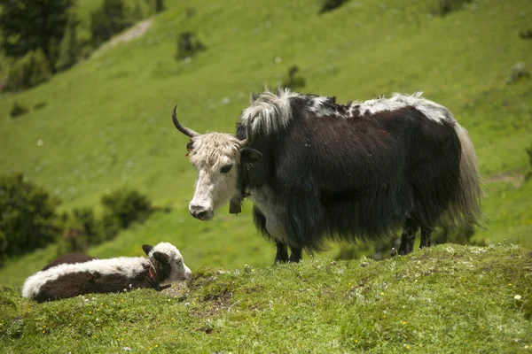 Tibetan yak — Stock Photo, Image