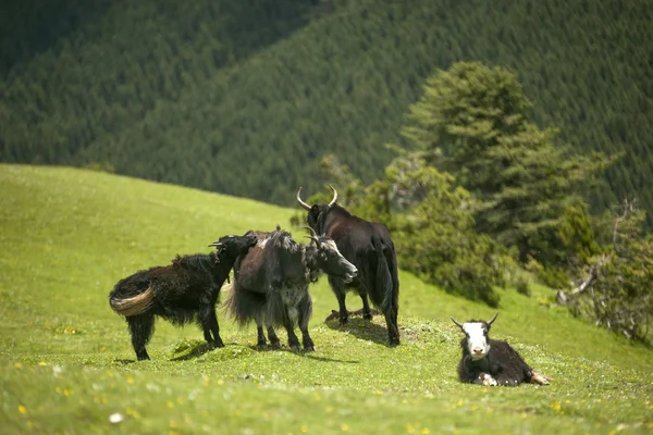 Tibetan yak — Stock Photo, Image