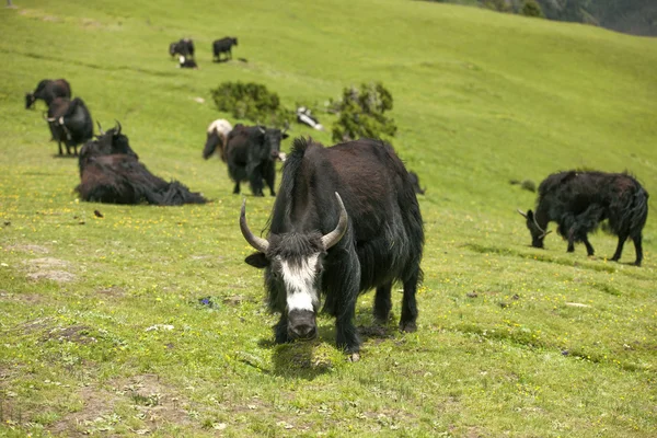 Yak tibetano — Foto Stock