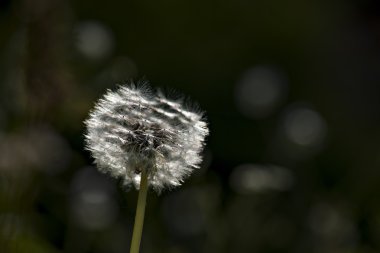 güneş ışığı derin arka planda üzerinde yabani bitki.