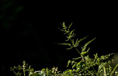 güneş ışığı derin arka planda üzerinde yabani bitki.