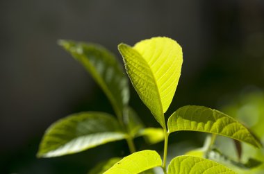 güneş ışığı derin arka planda üzerinde yabani bitki.