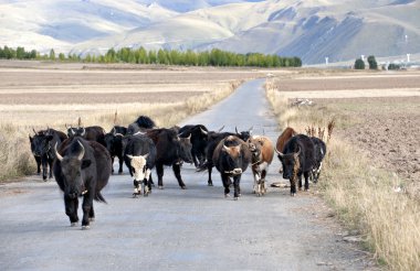 güneşin altında eve gitmek yats dönmek.