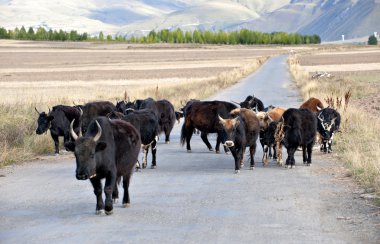 güneşin altında eve gitmek yats dönmek.