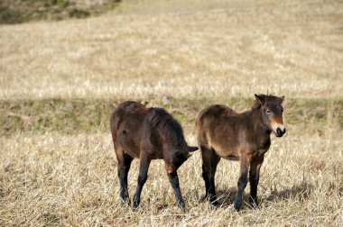 atları elde sahada otlatma.