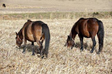 the horses are grazing on the  reaped field. clipart
