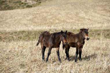 atları elde sahada otlatma.