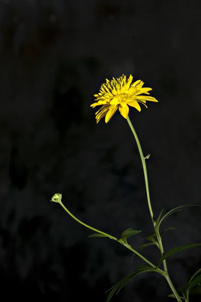 Planě rostoucí rostlina na hluboké pozadí sluníčko. — Stock fotografie