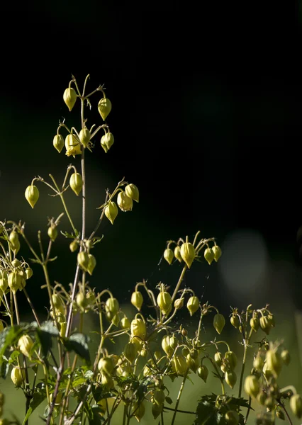 Die wilde Pflanze auf dem tiefen Hintergrund im Sonnenschein. — Stockfoto