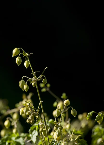 A planta selvagem no fundo profundo na luz do sol . — Fotografia de Stock