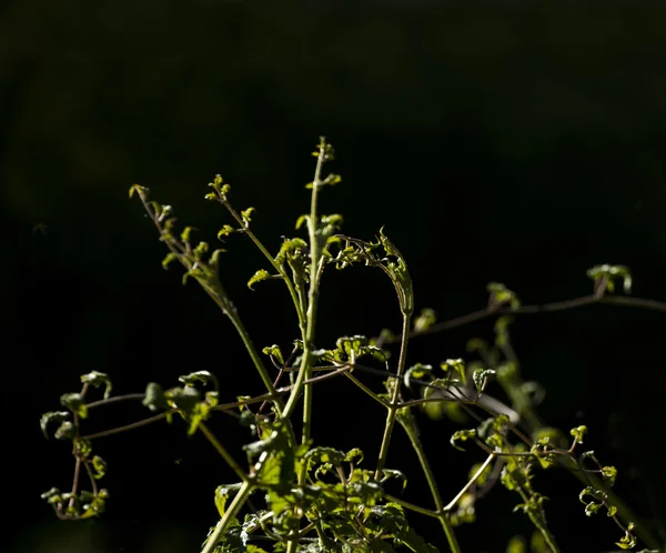 Die wilde Pflanze auf dem tiefen Hintergrund im Sonnenschein. — Stockfoto