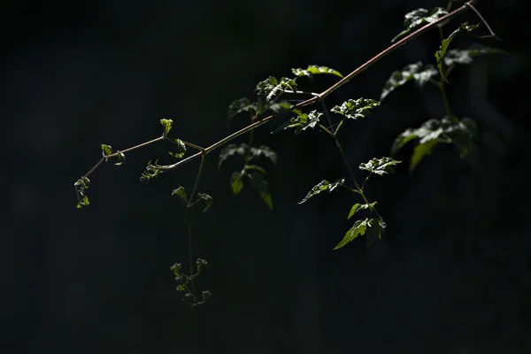 La pianta selvatica sullo sfondo profondo in luce del sole . — Foto Stock