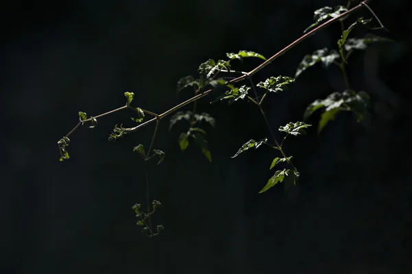 在阳光中深背景上的野生植物. — 图库照片