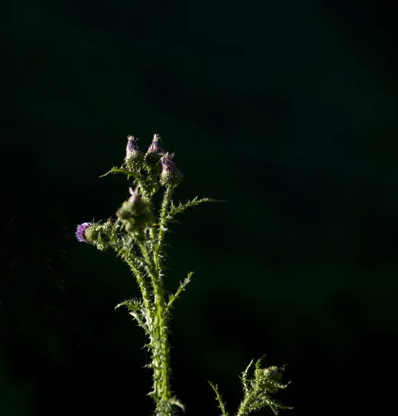 La plante sauvage sur le fond profond au soleil . — Photo