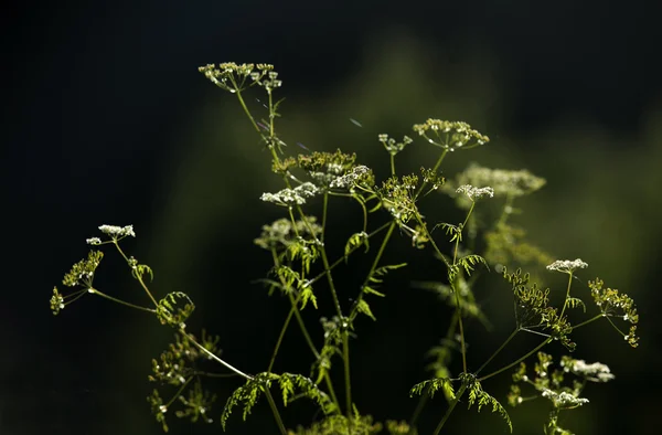 Дикое растение на глубоком фоне в солнечном свете . — стоковое фото