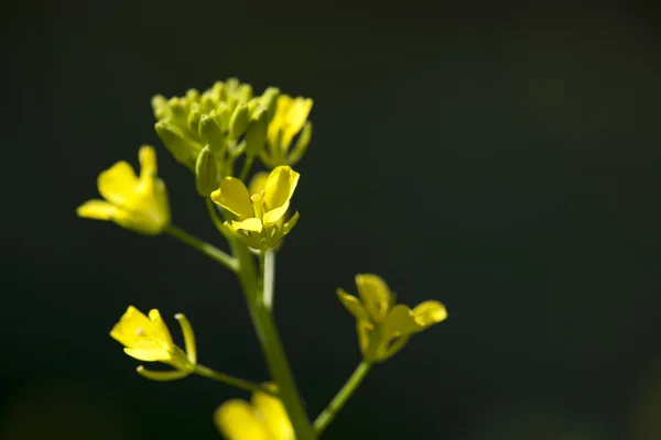 A planta selvagem no fundo profundo na luz do sol . — Fotografia de Stock