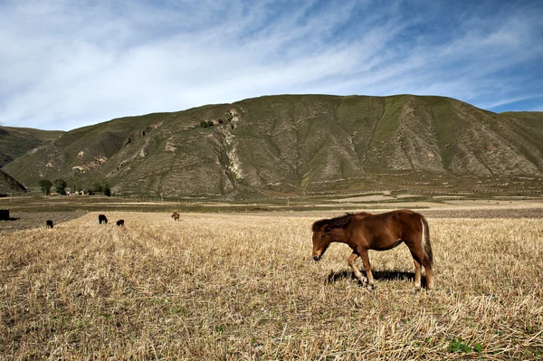 Os cavalos estão pastando no campo colhido . — Fotografia de Stock