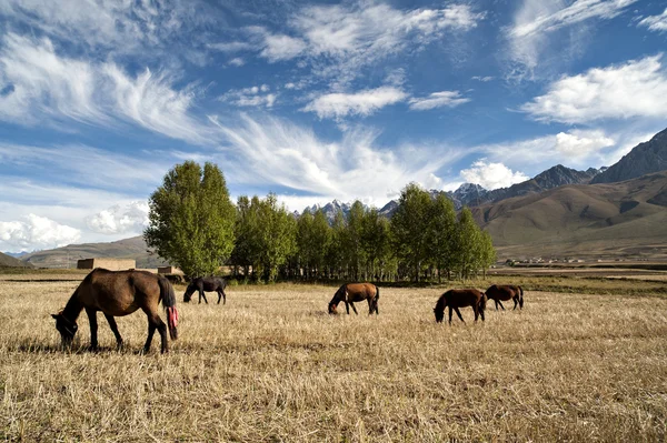 Os cavalos estão pastando no campo colhido . — Fotografia de Stock