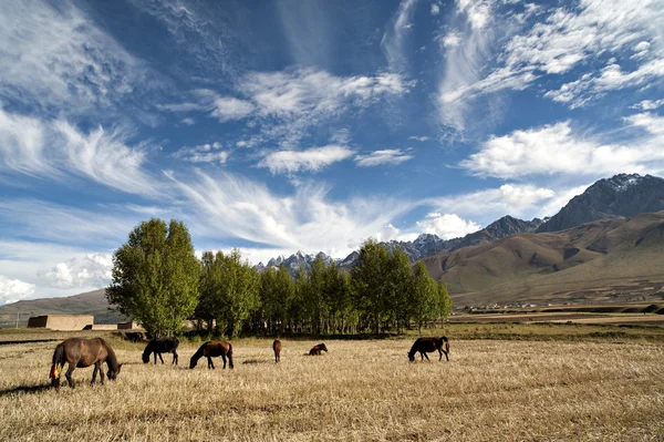 The horses are grazing on the  reaped field. — Stock Photo, Image