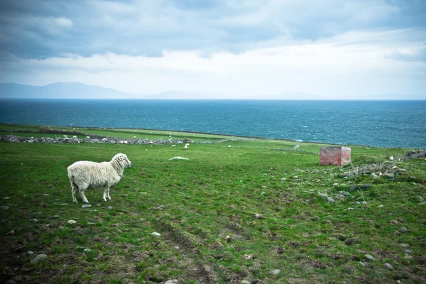 Ireland sheep ocean — Stock Photo, Image