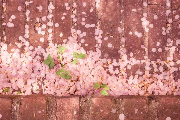 Våren rosa kronblad — Stockfoto