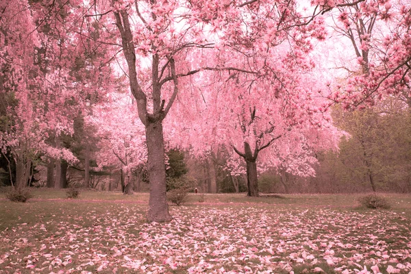 Kirschblüten Frühling — Stockfoto