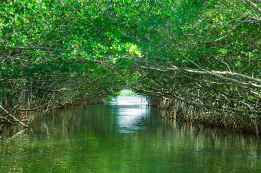 Eco-tourism Mangroves Everglades clipart