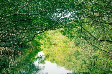 Eko-Turizm Mangroves Everglades