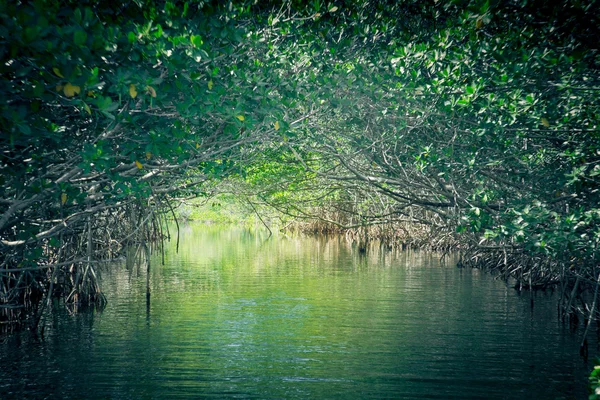 Ecoturismo Manglares Everglades — Foto de Stock