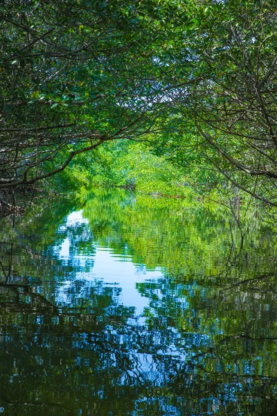 Éco-tourisme Mangroves Everglades — Photo