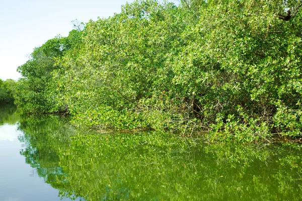 Eko-Turizm Mangroves Everglades — Stok fotoğraf