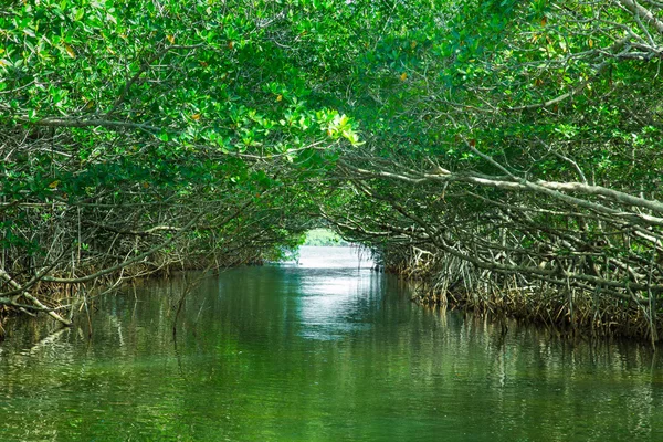 Eco-tourism Mangroves Everglades — Stock Photo, Image