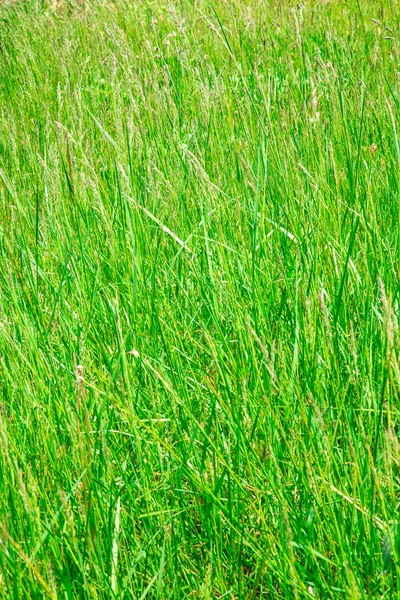 Hoog gras textuur — Stockfoto